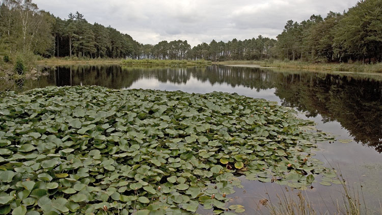 Water lilies on Muncaster Tarn Water lilies on Muncaster Tarn