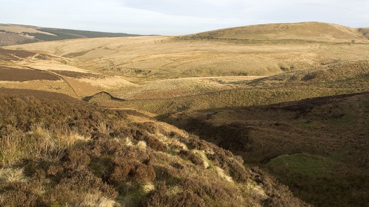 Wild Moor Wild Moor