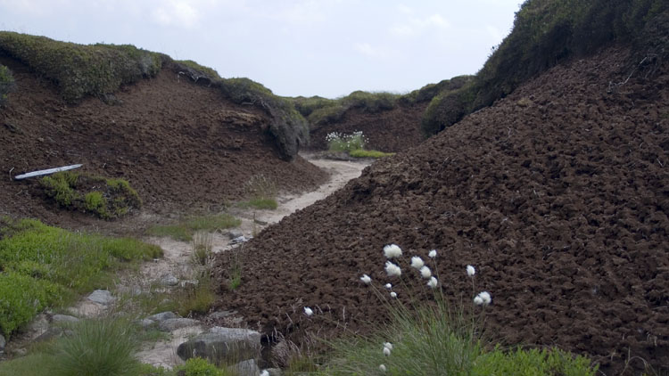 Peat groughs & cotton grass on Little Whernside