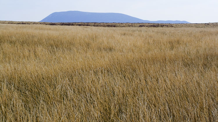 Arenig Fach from Cors yr Esgob Arenig Fach from Cors yr Esgob