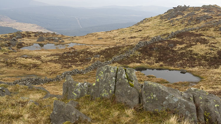 Wild Goats at Meikle Lump