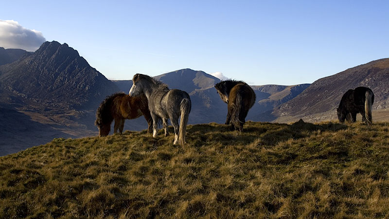 Wild horses on Y Braich