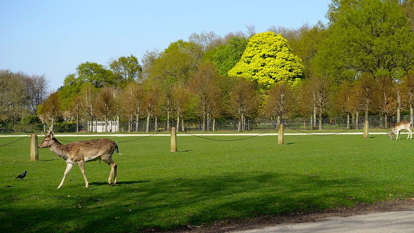 Deer at Dunham Massey