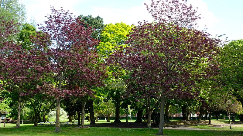 Foliage colours in Stamford Park