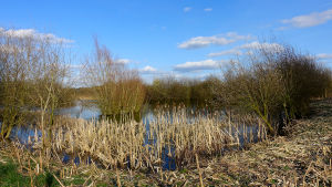 Woodcote lake