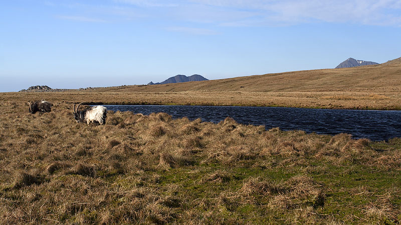 Goats near Llyn Caseg-fraith Goats near Llyn Caseg-fraith