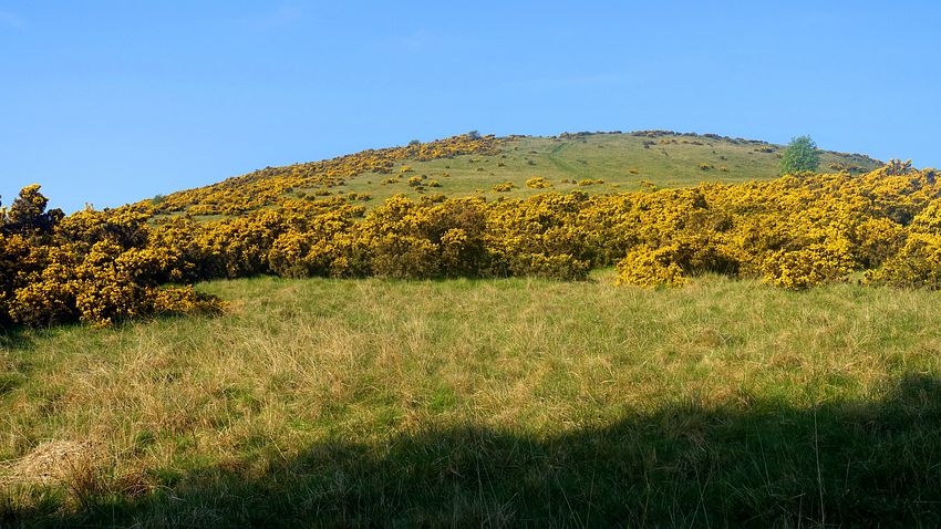 Hill of Alyth