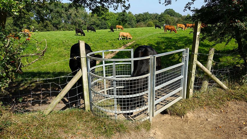 You shall not pass! Bulls near Congleton