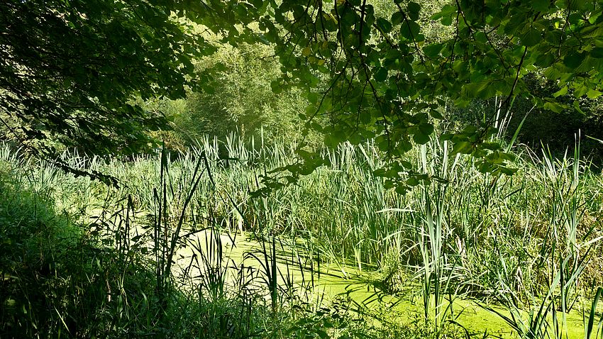 Reed mace and light patterns on the canal feeder conduit