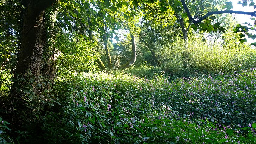 Woodland scene and light patterns