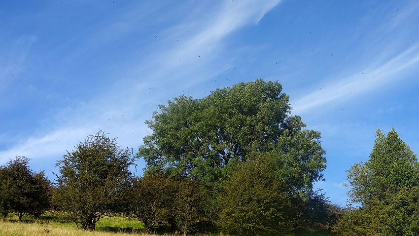 A huge flock of swallows seen on ascent of Saddle of Kerridge
