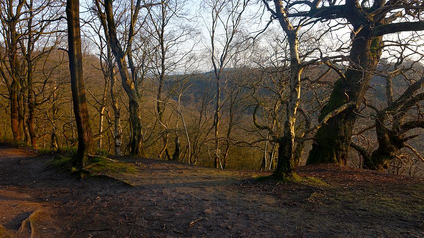 Early light in Bulkeley Hill woodland