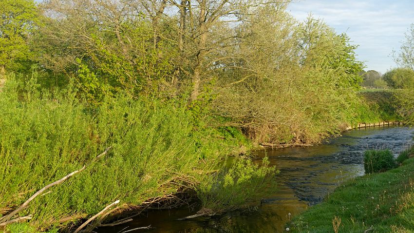 The Bollin in Dunham Massey