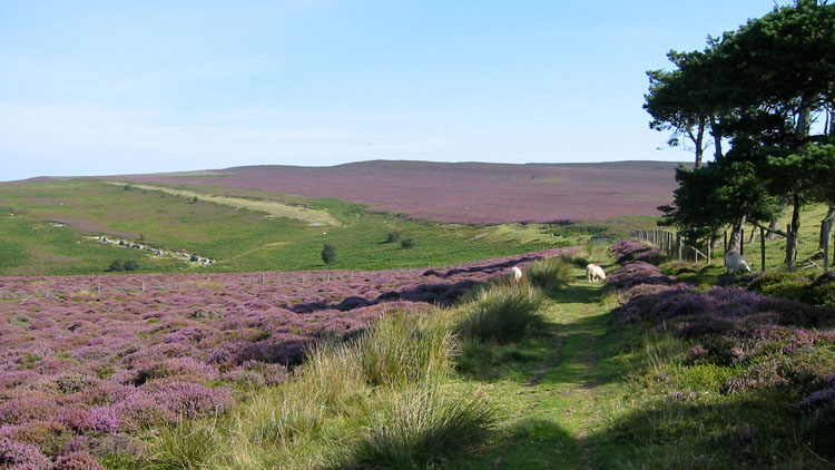Heather fields on Eglwyseg