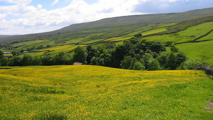 Buttercup meadows near Thwaite