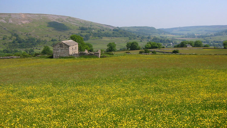 Buttercup meadow & shippon near Reeth