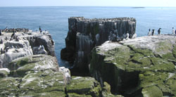 Stacks & guillemots at Staple Island