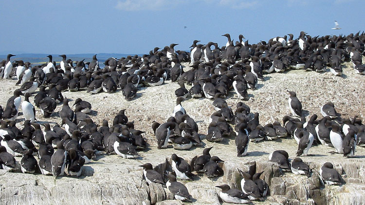 Guillemots