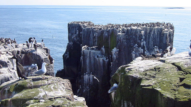 Stacks & guillemots