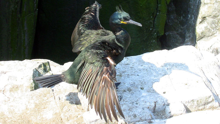 Male shag