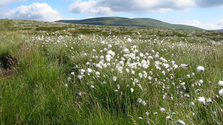 Ocean of cotton grass