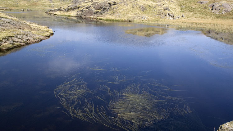 Llyn Cwm-corsiog & water weed patterns