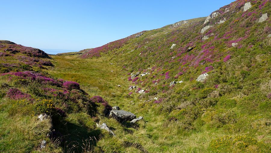 Heather in flower at Bwlch y Llan Heather in flower at Bwlch y Llan