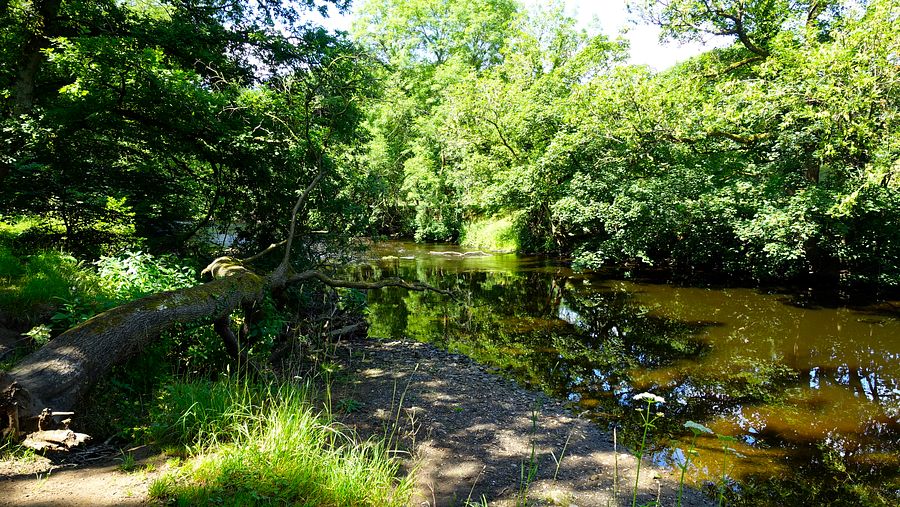The River Goyt in Brabyns Park The River Goyt in Brabyns Park