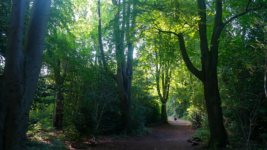 Grappenhall Heys woodland