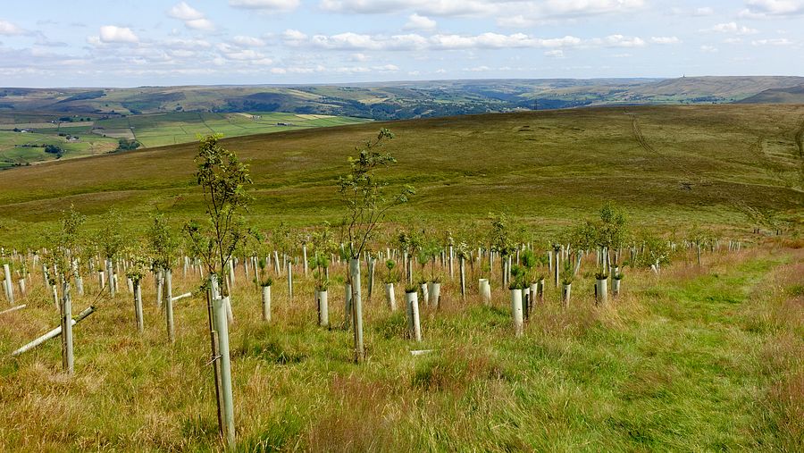 New mixed tree saplings on Freeholds Top New mixed tree saplings on Freeholds Top