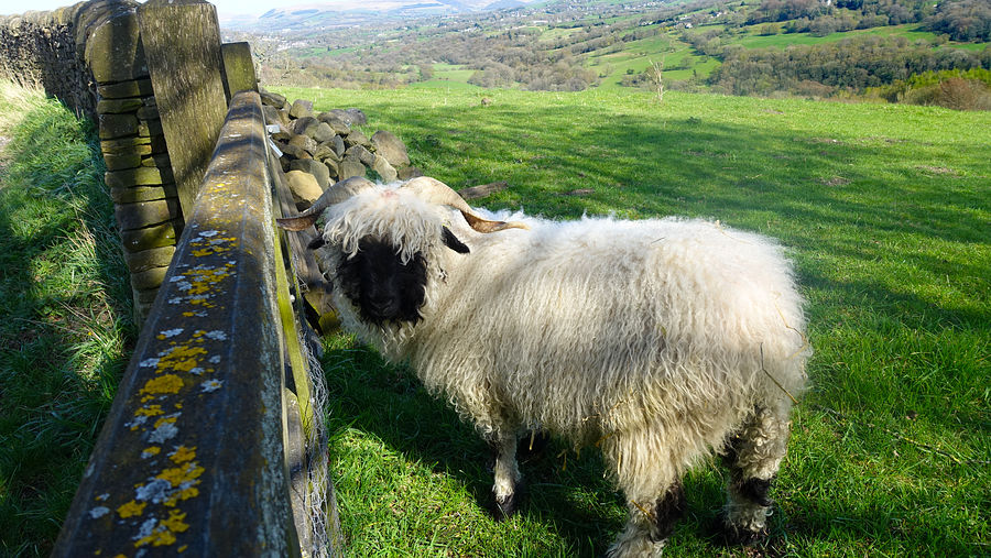 Valais Blacknose