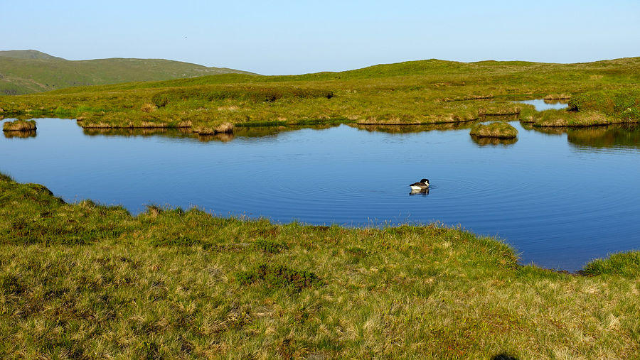 Small lake on the Pumlumon ridge Small lake on the Pumlumon ridge