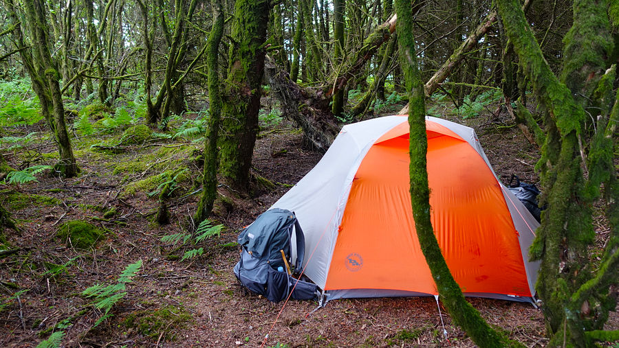 Woodland pitch at Mynydd Bach Woodland pitch at Mynydd Bach